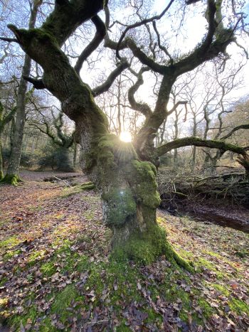 Handfasting Place
